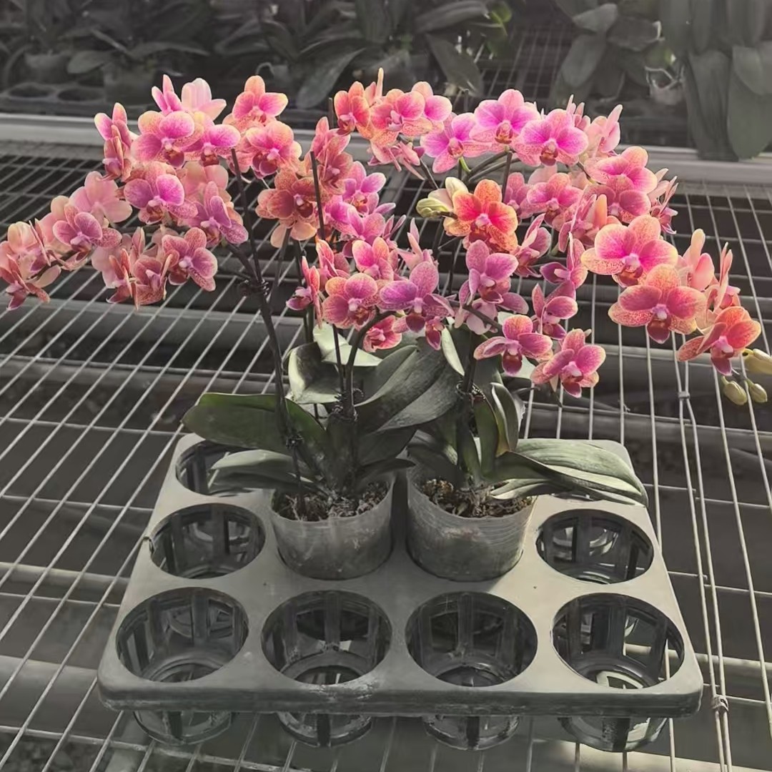 【金蝶】蝴蝶兰尾货 不包损无售后