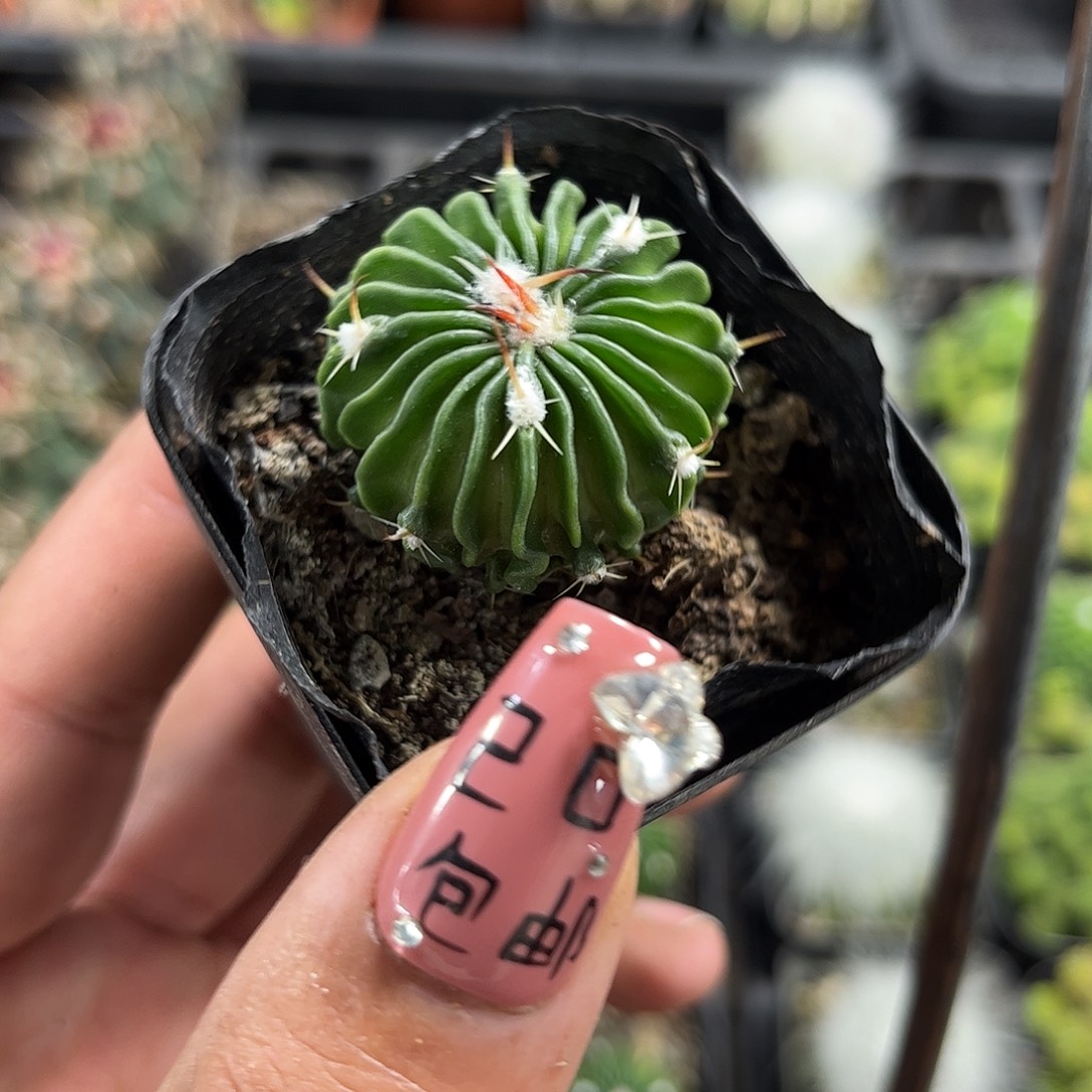 辛巴克单头发货单头发货仙人球