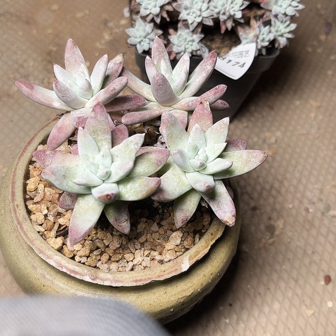 8177刘丹拇指仙女杯多肉