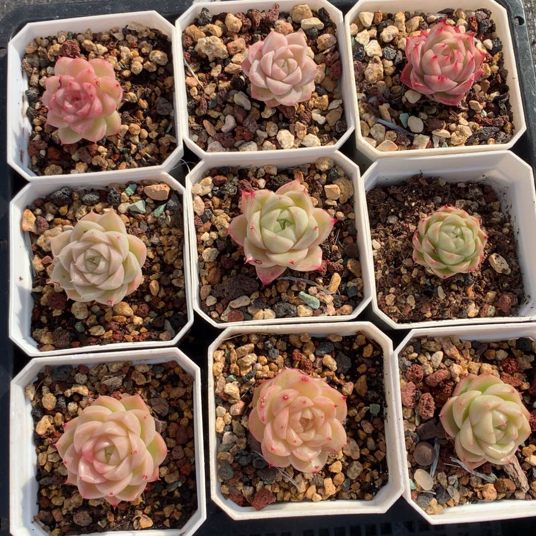 1209-50 套餐一组