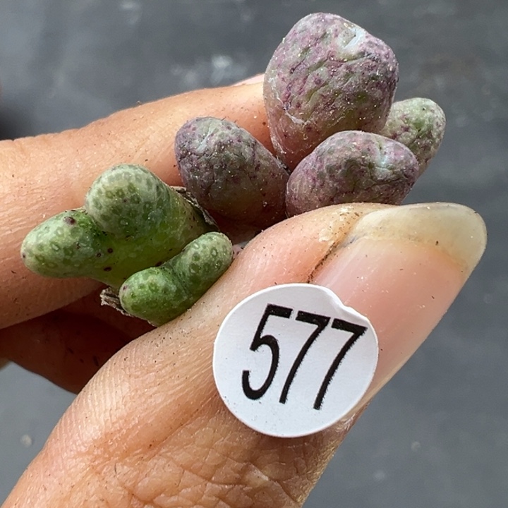577号这颗多肉有点好看