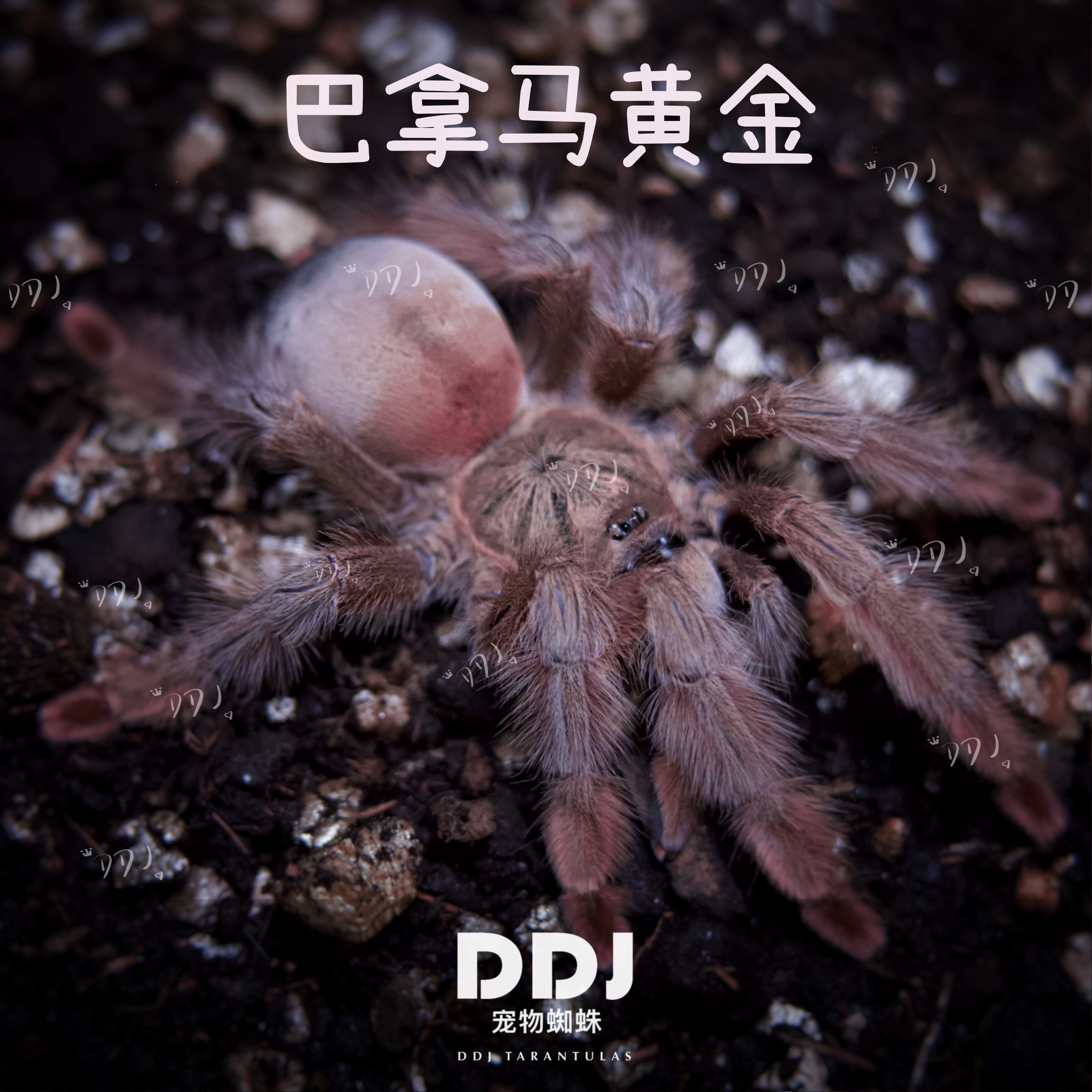 巴拿马黄金宠物蜘蛛经典树栖品种高颜值易饲养生长速度快新手入门