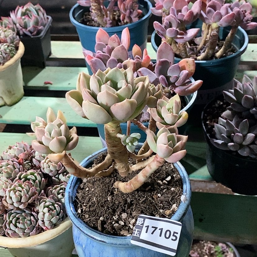 【闪购商品】多肉奶油鳄梨17105