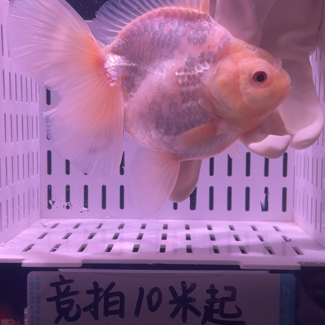 金鱼泰狮金鱼渔场直发