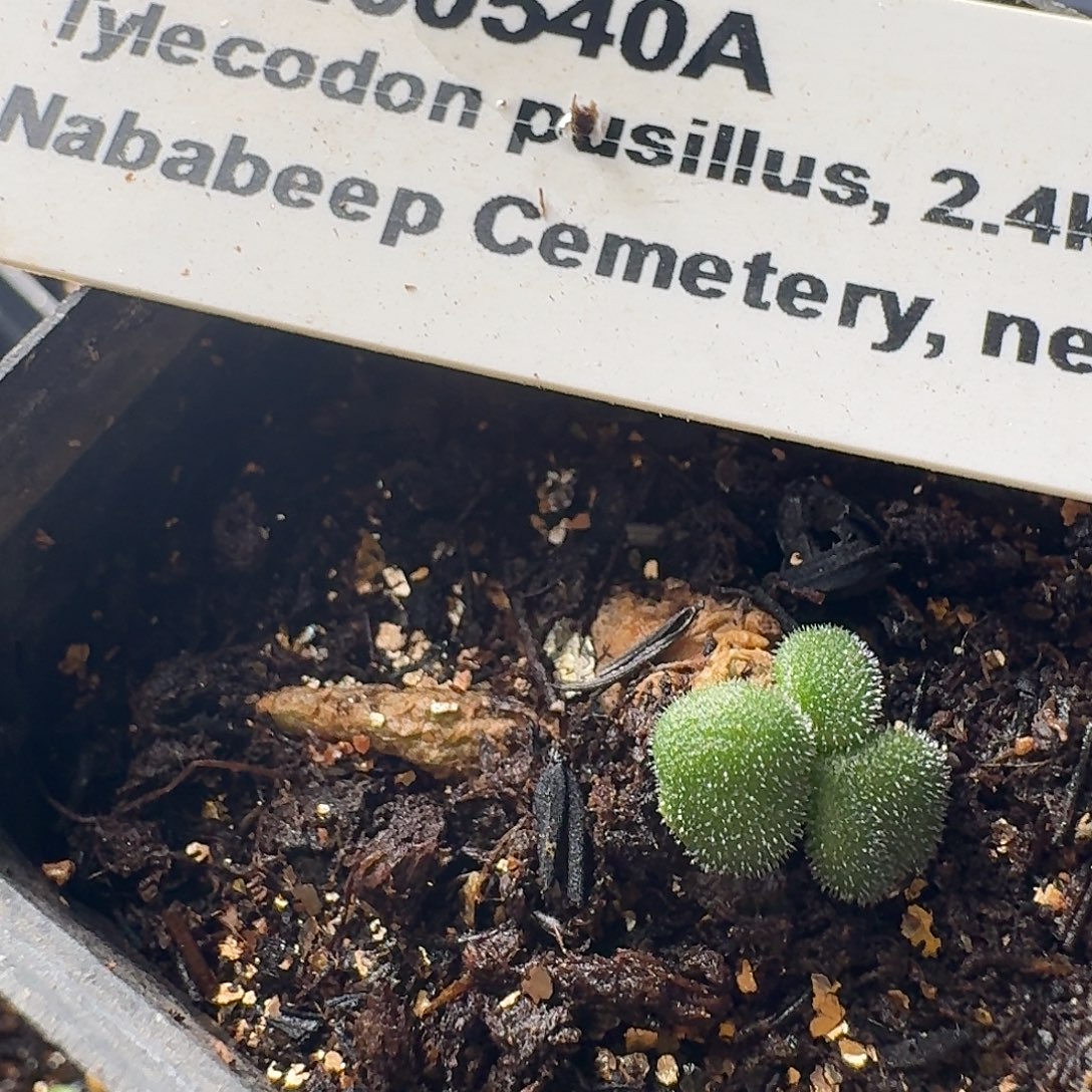 石膏奇峰锦一个带5cm盆发