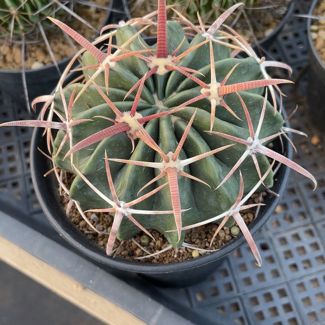 平***生仙人球金琥属凌波