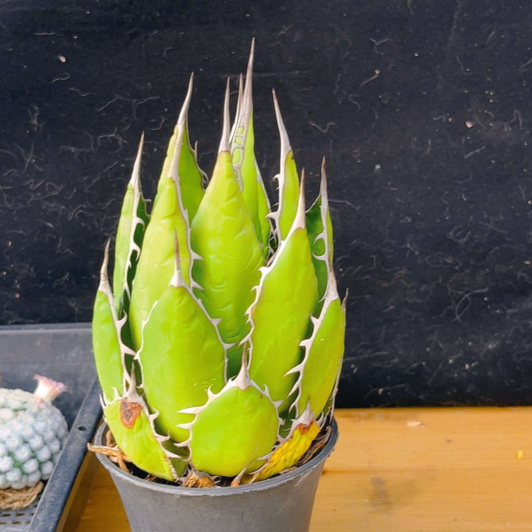 明**觉龙舌兰强刺霍利达漏