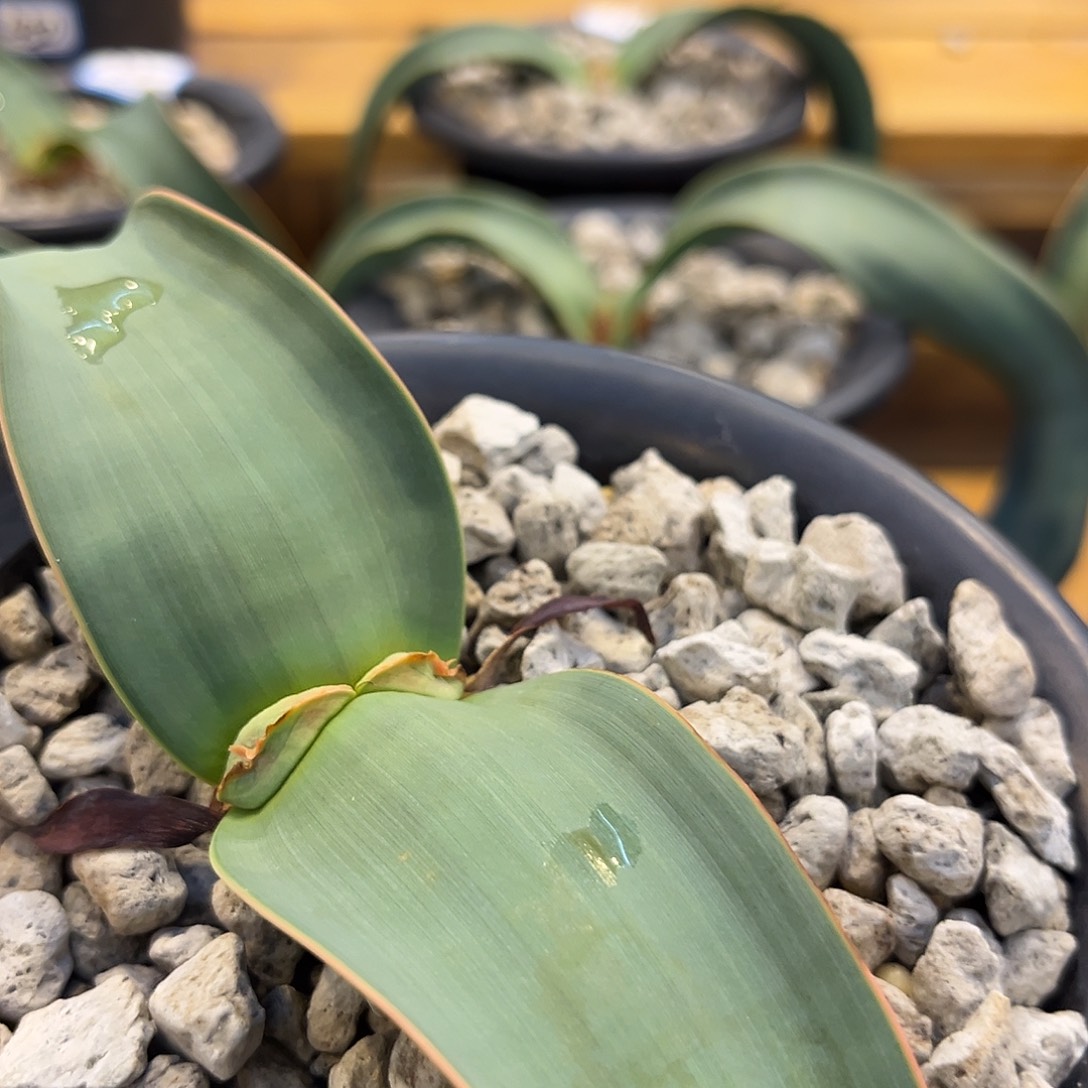 汤圆植物1百岁兰漂亮