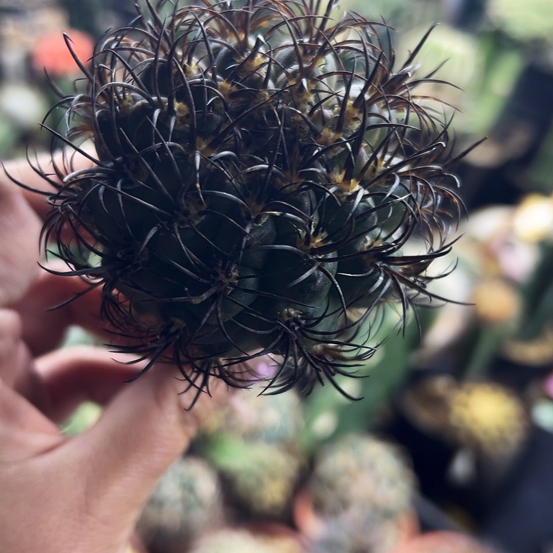 暗黑玉仙人球111111111