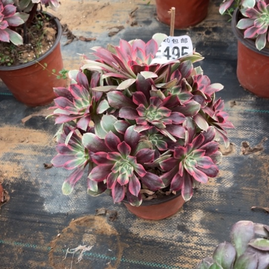 495浣纱法师不包断枝