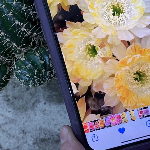 黄拉丝丽花，257990