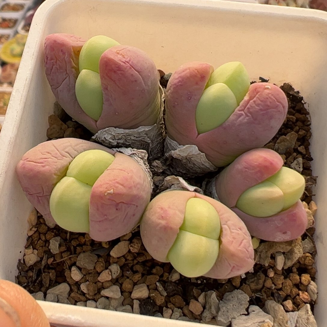 63多肉植物百科银光玉