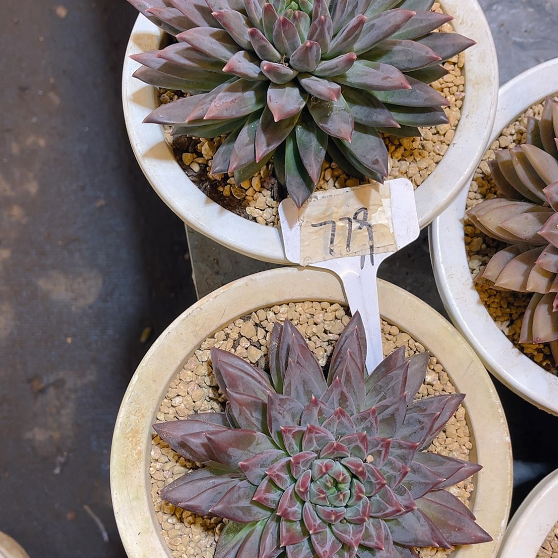 马****00000000000000779