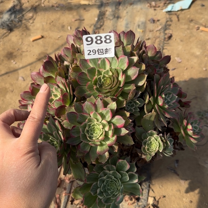 莲花……多肉植物……