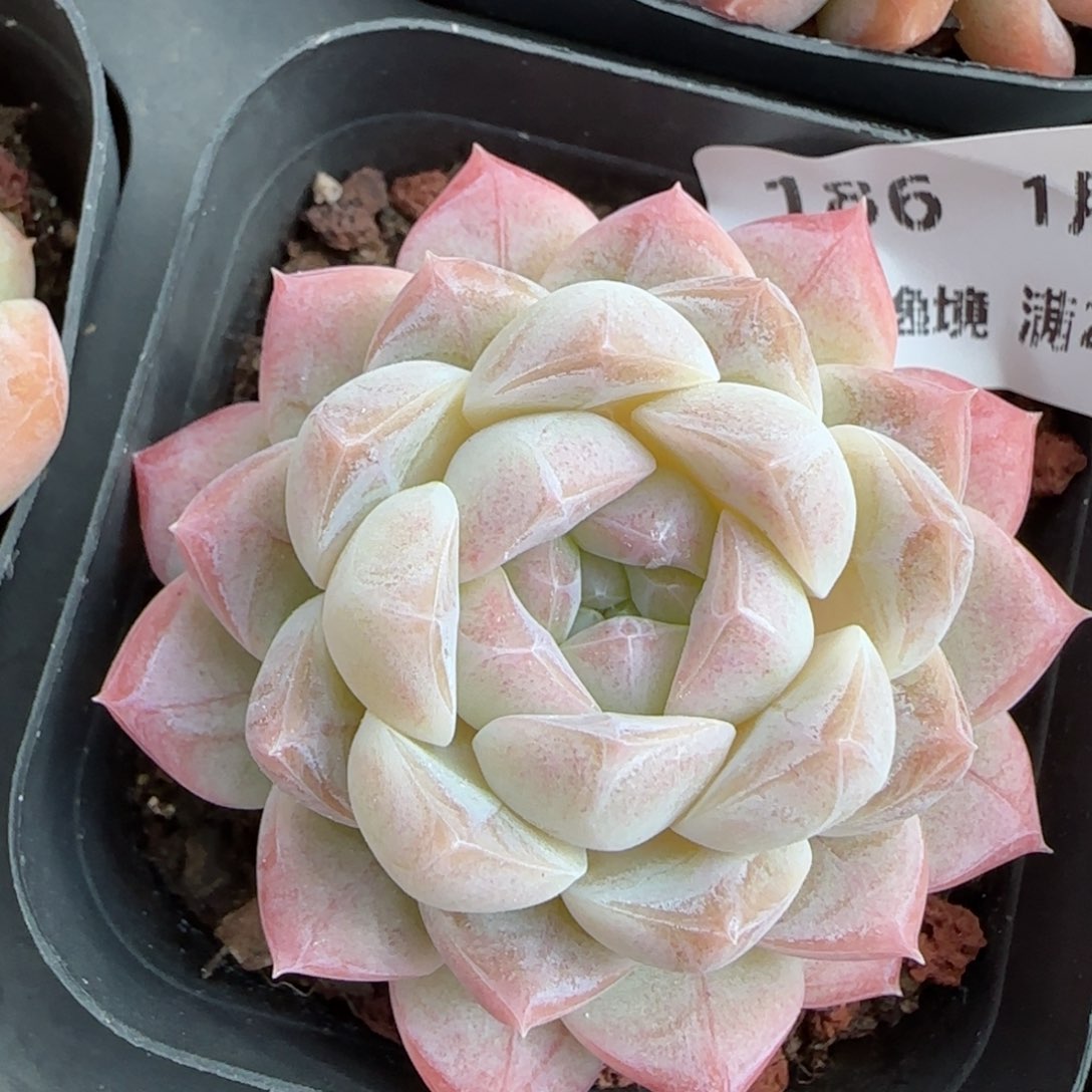 花语逸镜0113-186