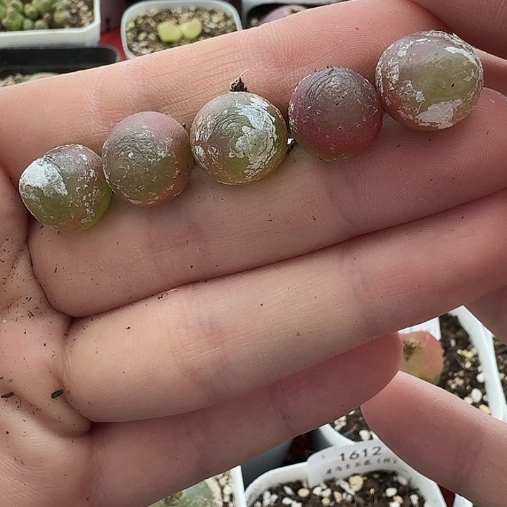 老马生石花灯泡1613