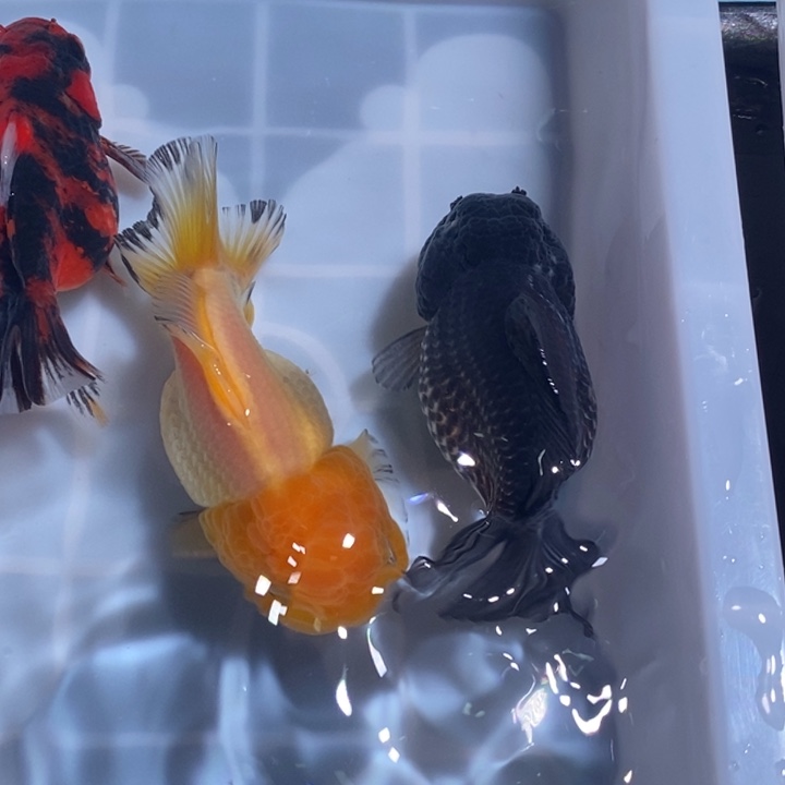 龙睛金鱼精品泰狮