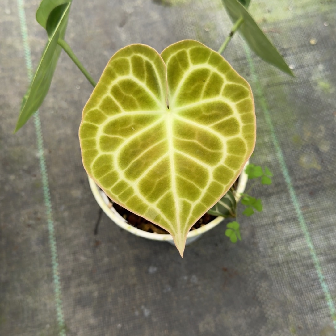 不开花植物密叶克莱恩