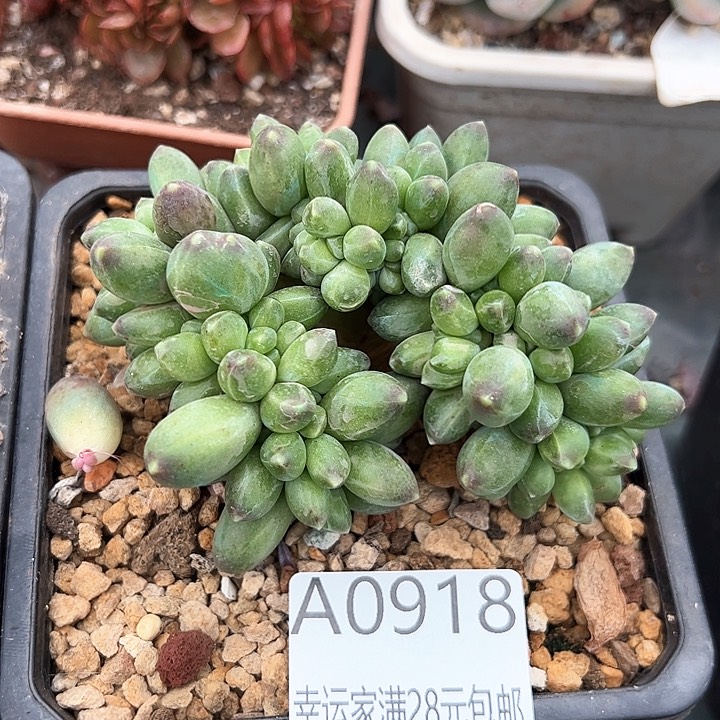 幸运的是我的朋友