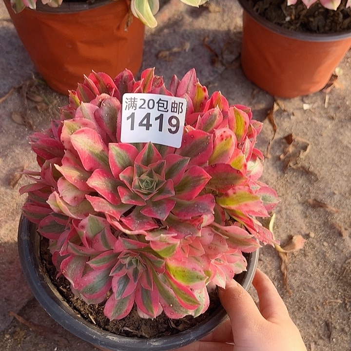 一颗粉女巫法师1419