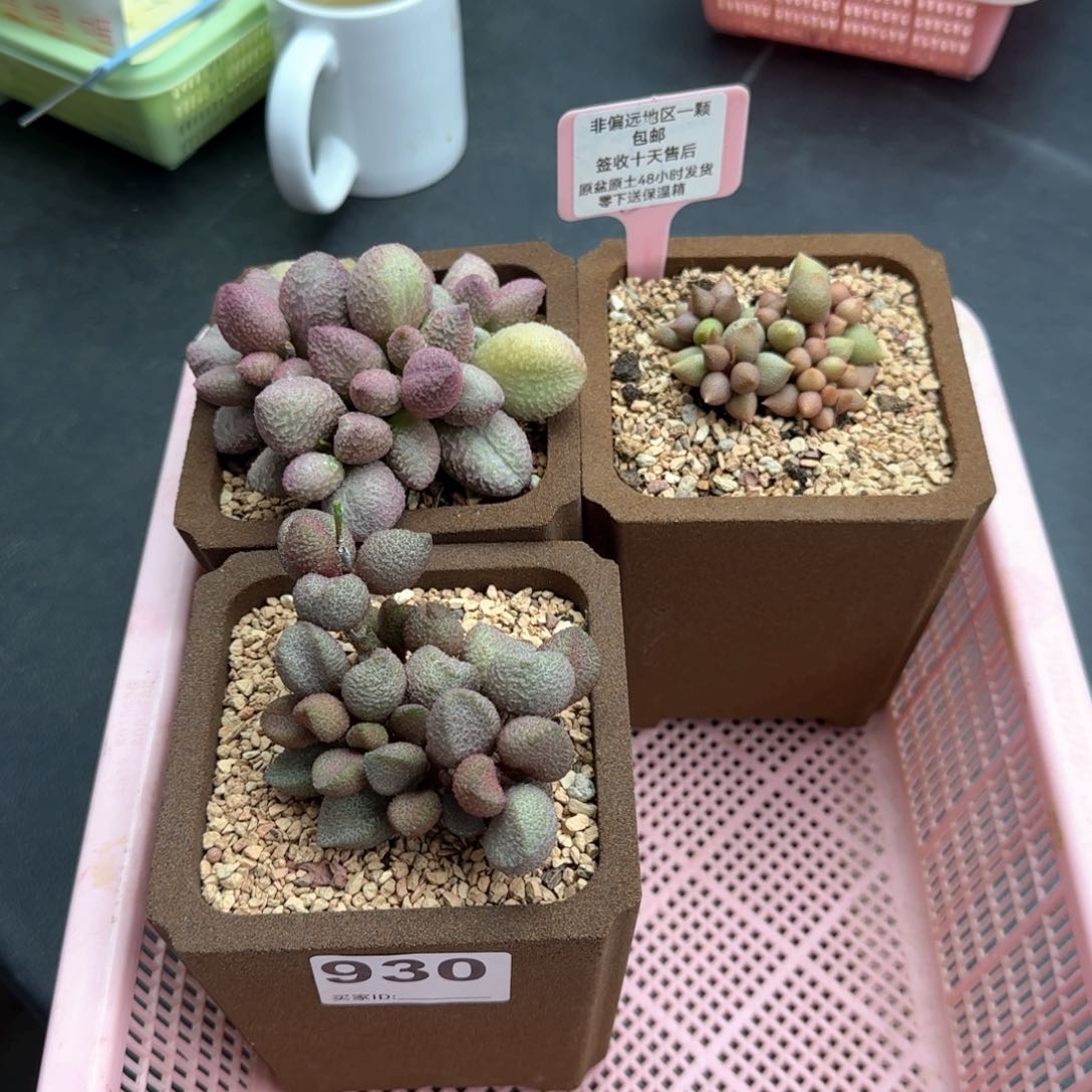 龍*妃930糖果小辣椒牛肉丸
