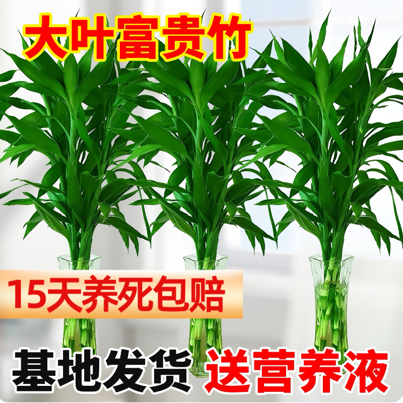 【粗支】水培精品富贵竹招财水培植物水养绿植花卉