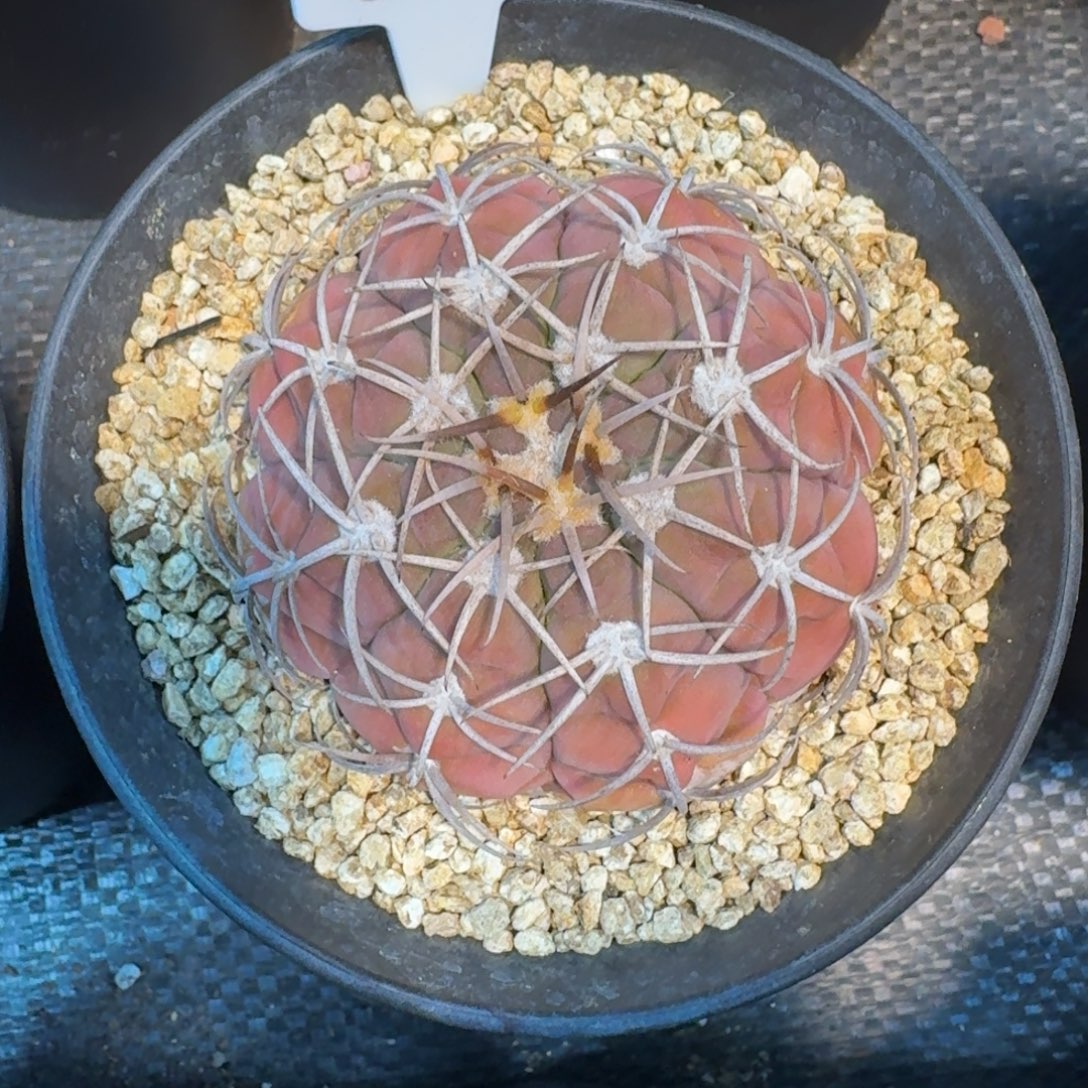 仙人球实生根裸萼球