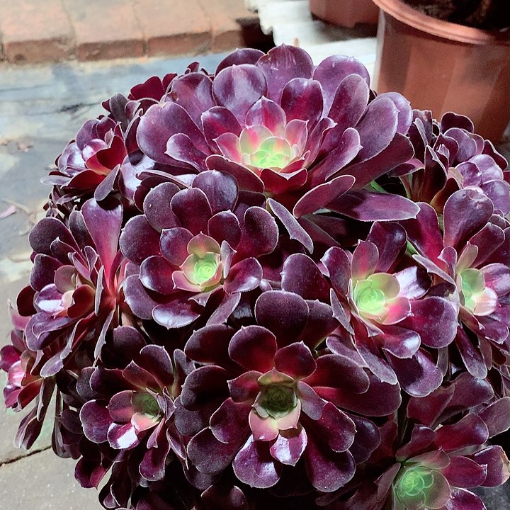 花纳锦，多肉植物