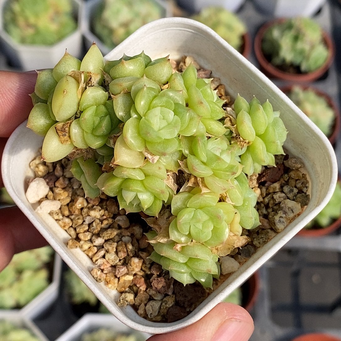 麦秆30包邮非偏远