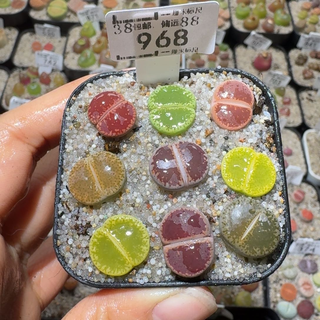 Sss清清货清空968