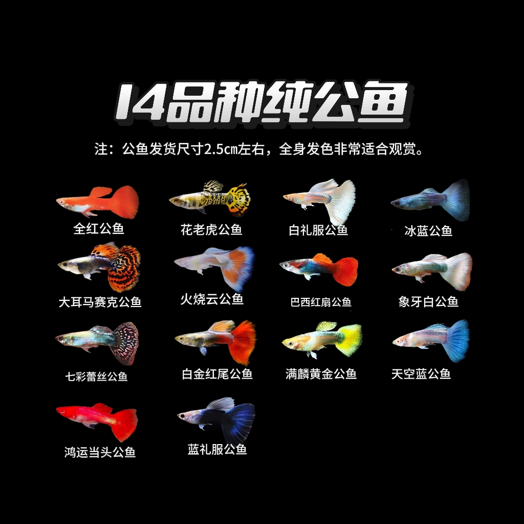 【14品种纯公鱼】14条纯种精品孔雀鱼公鱼发色 好看 新手小型观赏鱼