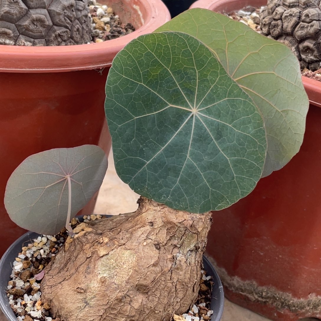 定养，一叶龟123456