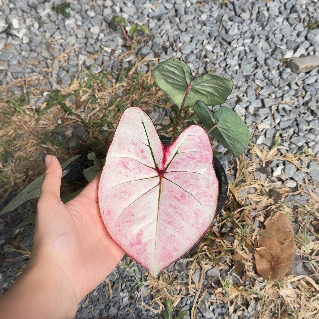 完全开放D230新品种子