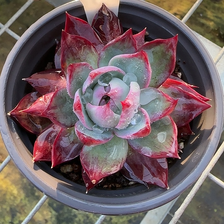 148 惊鸿仙子多肉植物6-9cm