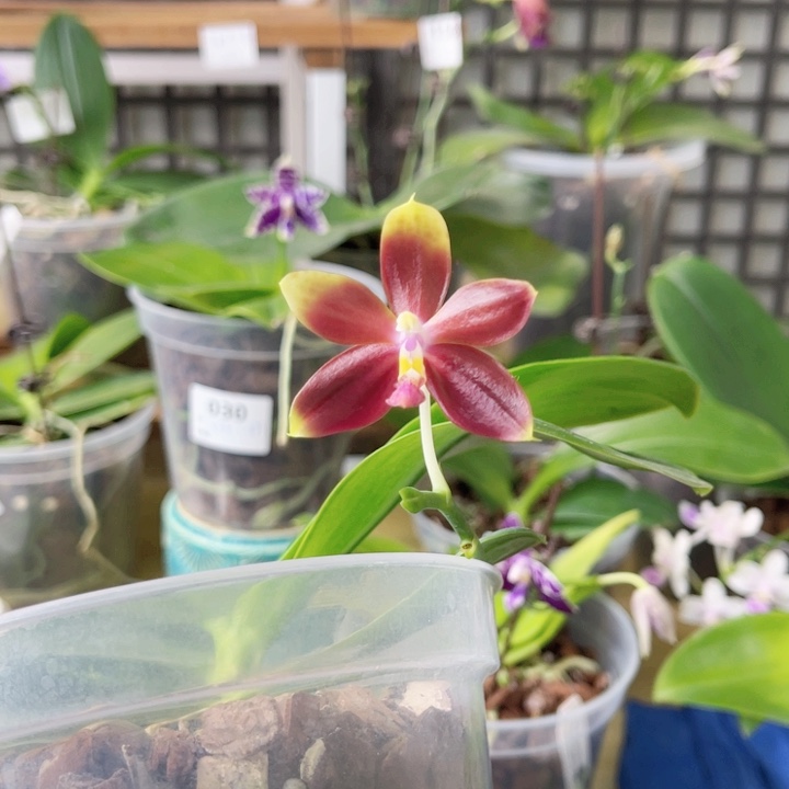 完全开放铁爪交雅风黄故事-082