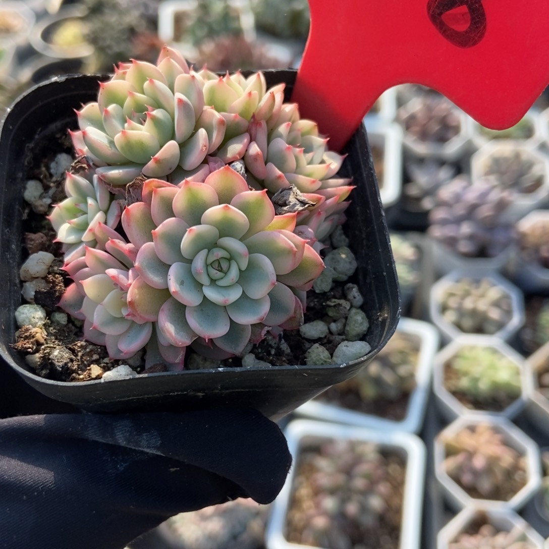 658七头忌廉锦多肉植物