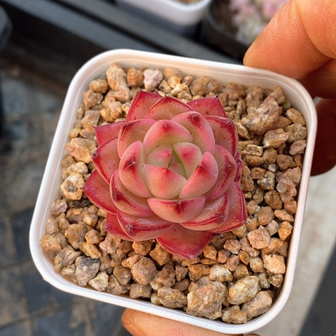 精品多肉一物一拆不包整41