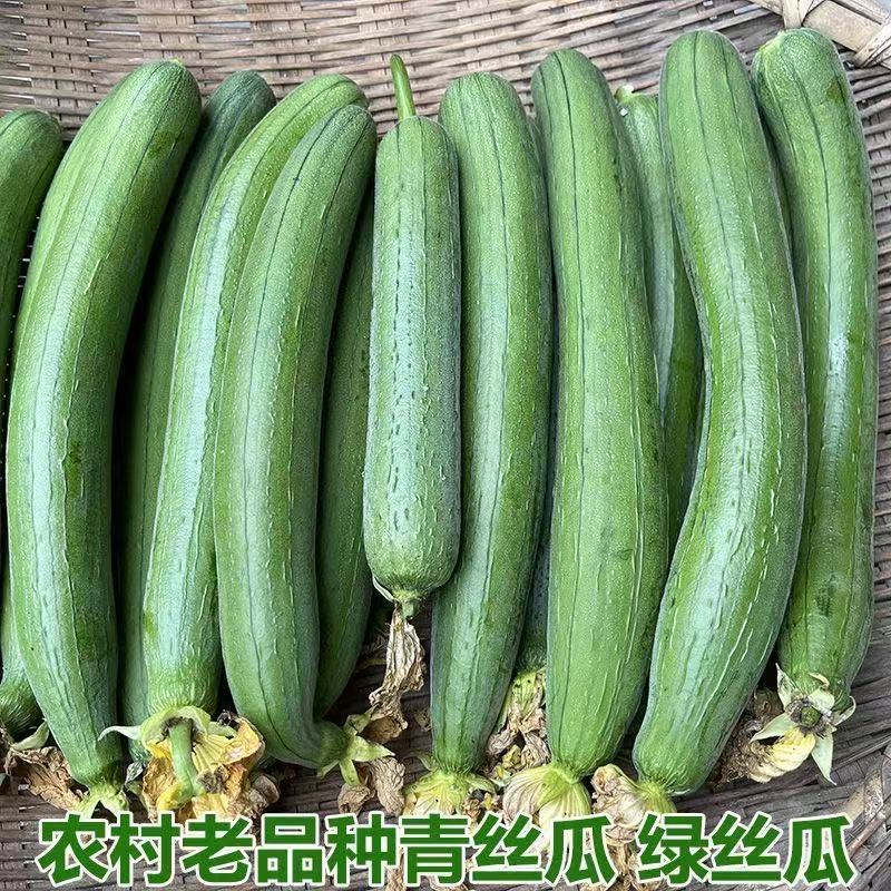 3斤奶油丝瓜湖北奶油丝瓜现摘现发