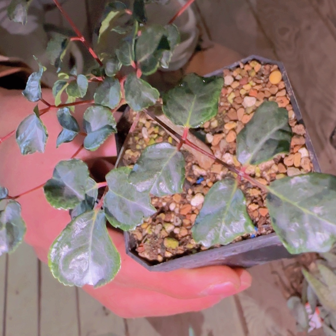 块根植物块根植物