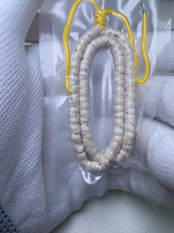 卡5原生态一颗星大肠