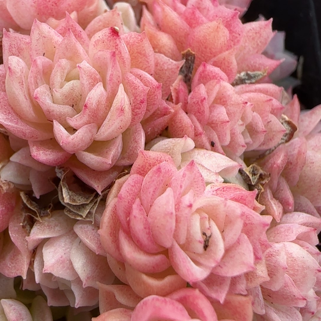 花语逸镜0201-454散