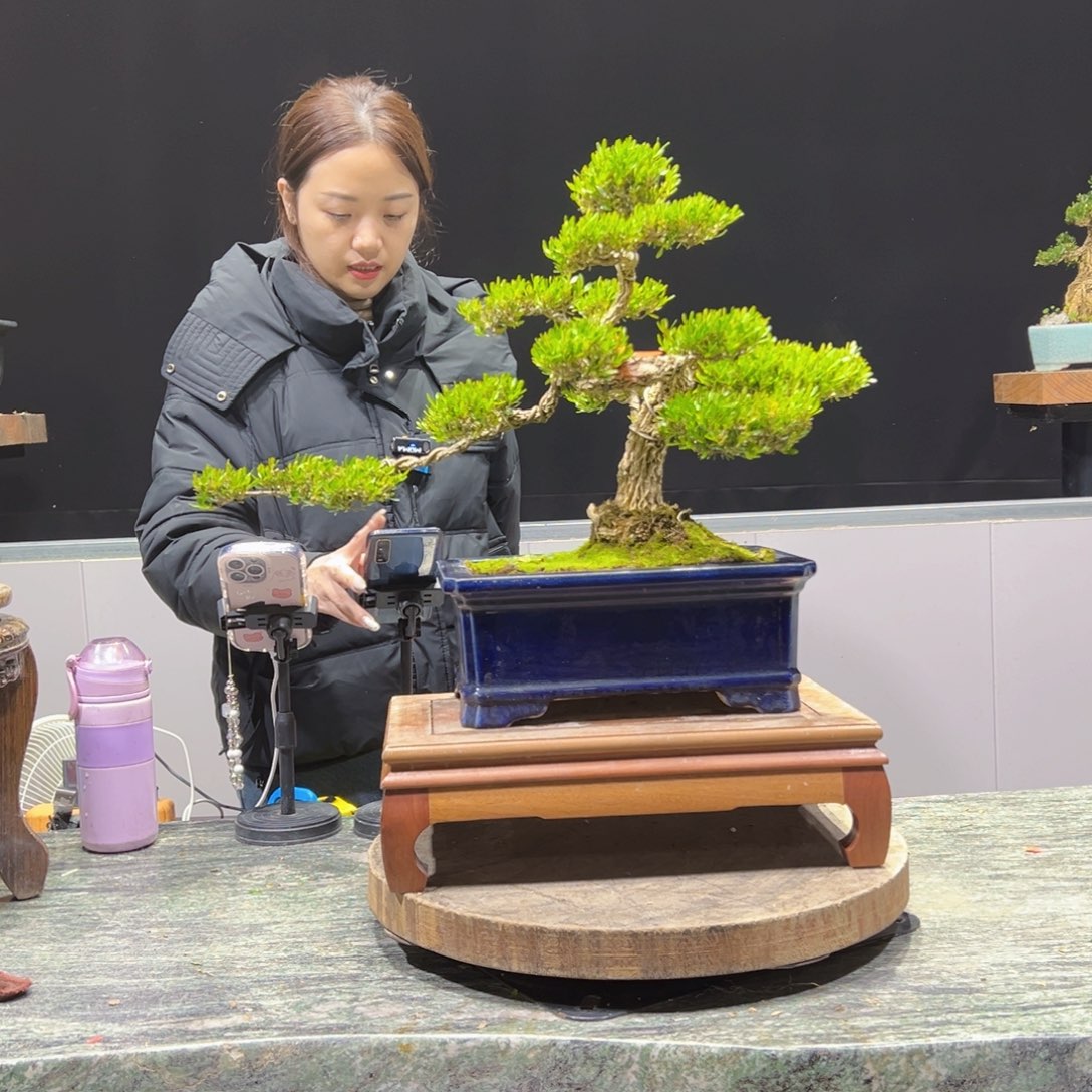 绿植黄杨盆景盆景