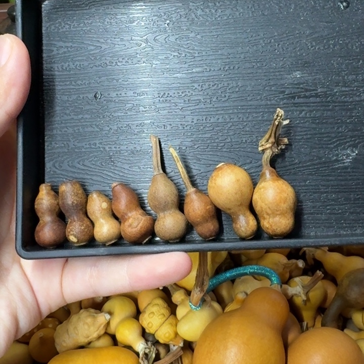 葫芦葫芦葫芦葫芦