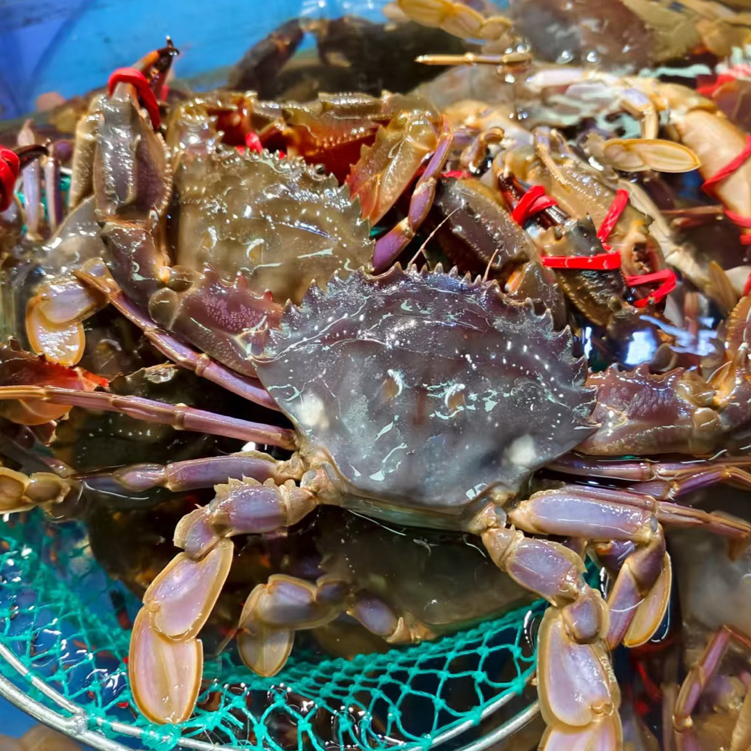 福利赤甲红下单二斤送一斤到手三斤嘎嘎鲜甜免费清蒸（一只二两多）