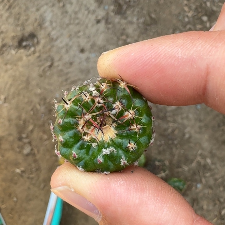 226虫咬丽花130歪2公分左右无根侧牙很小，20包邮