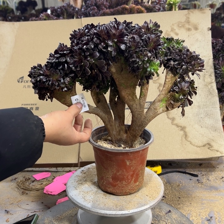 309欧紫冠幅37公分不售后