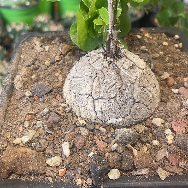 南非龟甲龙仙人球