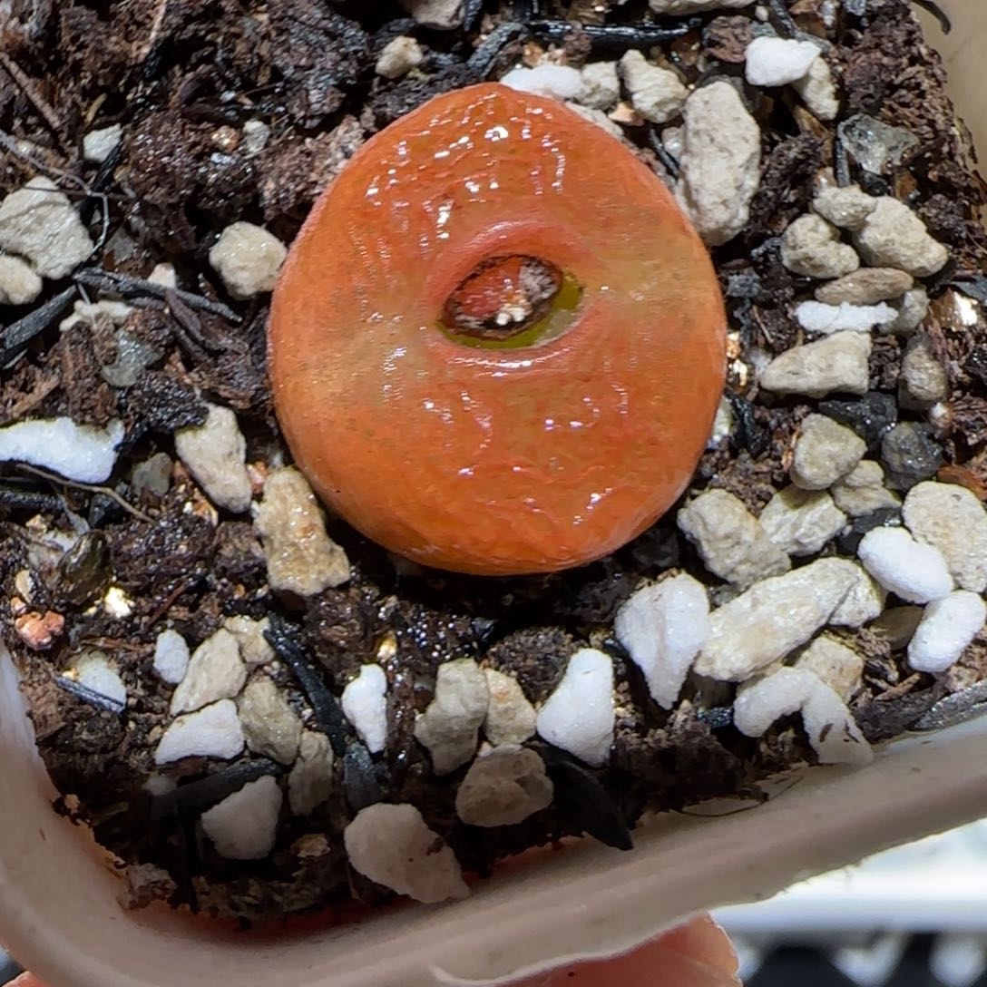 肉锥多肉植物百科-水蜜桃1510