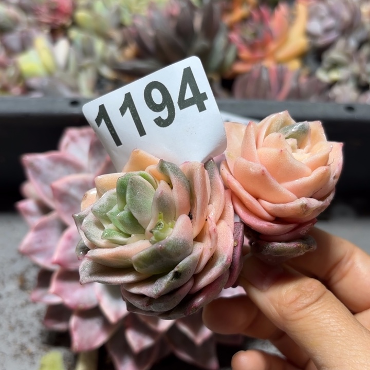 无根多肉植物满18包邮当场凑单