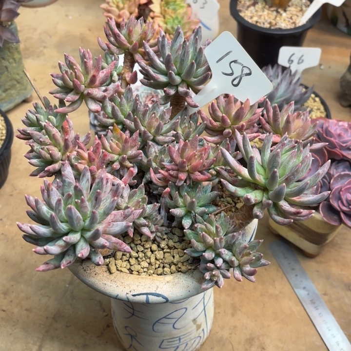 多肉植物，炫彩星158号